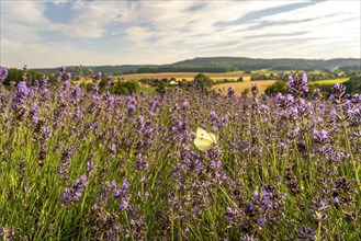 Small white, butterfly, on lavender fields in East Westphalia Lippe, OWL, near the village of