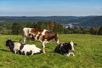 Landscape above the village of Woffelsbach, cattle pasture, view to the east, Rursee, Eifel