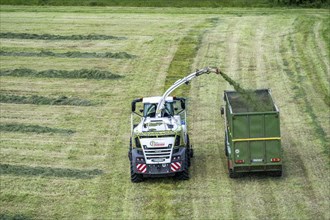 Hay harvest, on a Rhine meadow near Duisburg-Beeckerwerth, a forage harvester picks up the cut