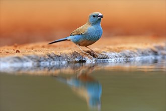 Blue waxbill (Uraeginthus angolensis), Angola butterfly finch, adult, at the water, Kruger National