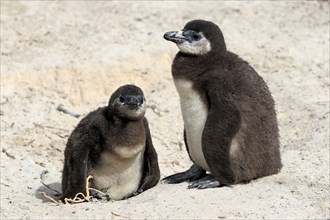 African penguin (Spheniscus demersus), two juveniles, Boulders Beach, Simonstown, Western Cape,