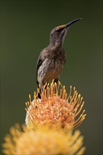 Cape Honeybird (Promerops cafer), adult, male, on flower, Protea, vigilant, Kirstenbosch Botanical