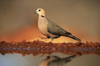 Red-eyed dove (Streptopelia semitorquata), Red-eyed Dove adult, at the water, Kruger National Park,