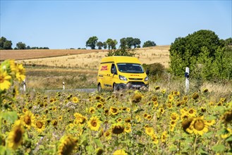 Country road, with DHL parcel van, sunflower field south-east of Nideggen, in the Rureifel, North