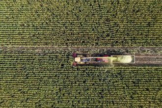 Maize harvest, combine harvester, chopper works its way through a maize field, the silage is pumped