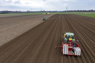 Early potatoes are laid in the soil of the field with a planting machine, tractor with roundabout