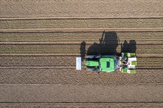 Agriculture, herb gardening, parsley is planted in rows in a field with a planting machine