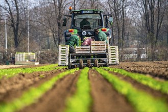 Agriculture, herb gardening, parsley is planted in rows in a field with a planting machine