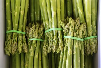 Asparagus farm, green asparagus is washed, cut and sorted by quality after harvesting, near