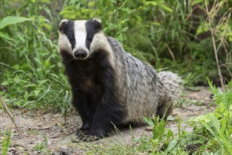 A badger sits relaxed on the ground in a green forest landscape, european badger (Meles meles),