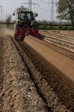 A farmer builds asparagus ridges on a field with the help of an asparagus tiller, in which the