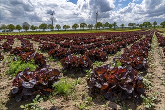 Agriculture, lettuce growing in a field, Lollo Rossa, in long rows of plants, North