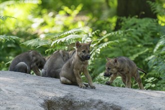 Several wolf pups playing and exploring together on a path in the forest, European grey gray wolf