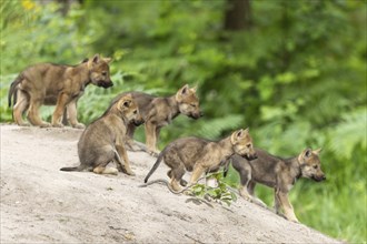 Five wolf pups stand on a hill and look curiously into nature, European grey gray wolf (Canis