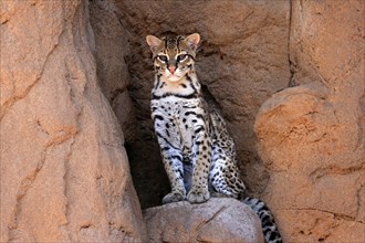 Ocelot (Leopardus pardalis), adult, sitting, at the den, alert, Sonora Desert, Arizona, North