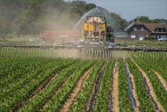 A maize field, with young plants, is fertilised with liquid manure, self-propelled slurry tanker,