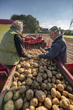 Potato harvesting, so-called split harvesting method, first the tubers are taken out of the ground