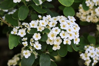 Elm-leaved spirea (Spiraea chamaedryfolia), flower, flowering, Germany, Europe