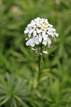 Evergreen candytuft (Iberis sempervirens), flowering, flower, Ellerstadt, Germany, Europe