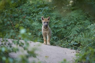 Gray wolf (Canis lupus), puppy standing on a path surrounded by green ferns, summer, Germany,