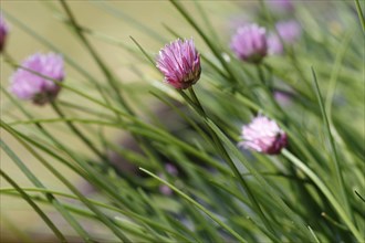 Chive (Allium schoenoprasum), in bloom, North Rhine-Westphalia, Germany, Europe