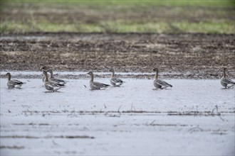 Bean Geese (Anser fabalis), Emsland, Lower Saxony, Germany, Europe