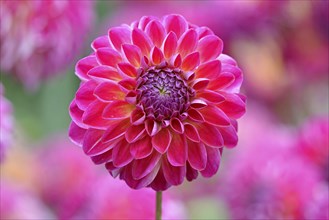 Decorative dahlias (Dahlia), Anne-Sophie variety, carmine red flower, North Rhine-Westphalia,