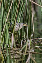 Little Bittern (Ixobrychus minutus), Crete, Greece, Europe