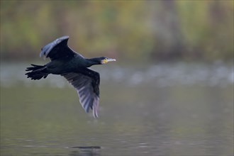 Great cormorant (Phalacrocorax carbo) in flight, Lower Saxony, Germany, Europe