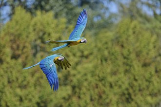 Blue and yellow macaw (Ara ararauna) in flight, captive, Lower Saxony, Germany, Europe