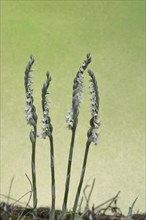 Autumn helleborine (Spiranthes spiralis), small orchids, very rare, group of flowers on a