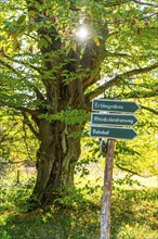 Tree with autumn colours and signpost in Wiesenburg Castle Park, International Art Trail, Hoher