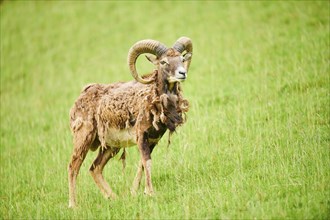 European mouflon (Ovis aries musimon) ram standing on a meadow, tirol, Kitzbühel, Wildpark Aurach,