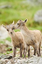 Alpine ibex (Capra ibex) youngsters, standing on a rock, wildlife Park Aurach near Kitzbuehl,