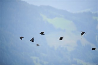 Carrion crow (Corvus corone) flying, tirol, Kitzbühel, Austria, Europe