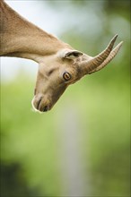 Alpine ibex (Capra ibex) female, portrait, wildlife Park Aurach near Kitzbuehl, Austria, Europe