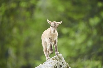 Alpine ibex (Capra ibex) youngster, standing on a rock, wildlife Park Aurach near Kitzbuehl,