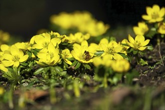 Winter aconites (Eranthis hyemalis), Germany, Europe