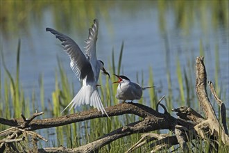 Common Tern (Sterna hirunda) Courtship, male presents bridal gift to female, Central Sweden,