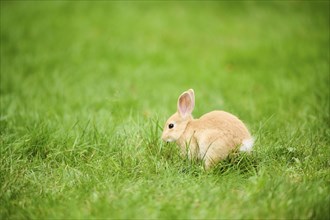 Domesticated rabbit (Oryctolagus cuniculus forma domestica) sitting on a meadow, Bavaria, Germany,