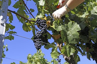 Grape grape harvest: Hand-picking Pinot Noir grapes in the Palatinate (Norbert Groß Winery,