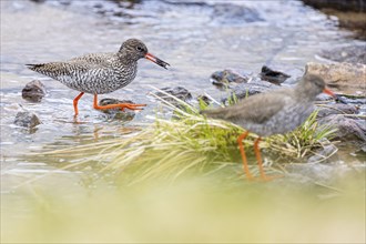 Common redshank (Tringa totanus), a bird with a captured mussel in its beak, Varanger, Finnmark,