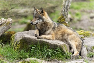 European gray wolf (Canis lupus) lying on a stone, France, Europe