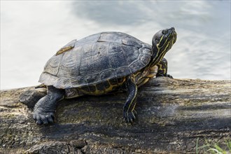 Red-eared slider turtles (Trachemys scripta elegans, Pseudemys scripta elegans) on a branch in a