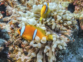 Bubble-tip anemone (Entacmaea quadricolor), red sea clownfish (Amphiprion bicinctus), dive site