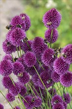 Bumblebees (Bombus) on flowers of the globe leek (Allium sphaerocephalon), Mecklenburg-Vorpommern,