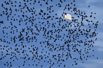 Flock of starlings in flight in front of full moon, Switzerland, Europe