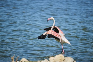 Greater flamingo (Phoenicopterus roseus) starts flying, France, Europe