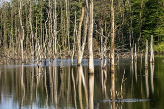 The Pfingstsee in the Kirchheller Heide, near the Heidhof, in the nature reserve Kirchheller Heide,