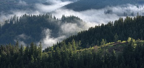 Clouds in the Thuringian Forest, view over endless forests, morning fog rising, Thuringia, Germany,